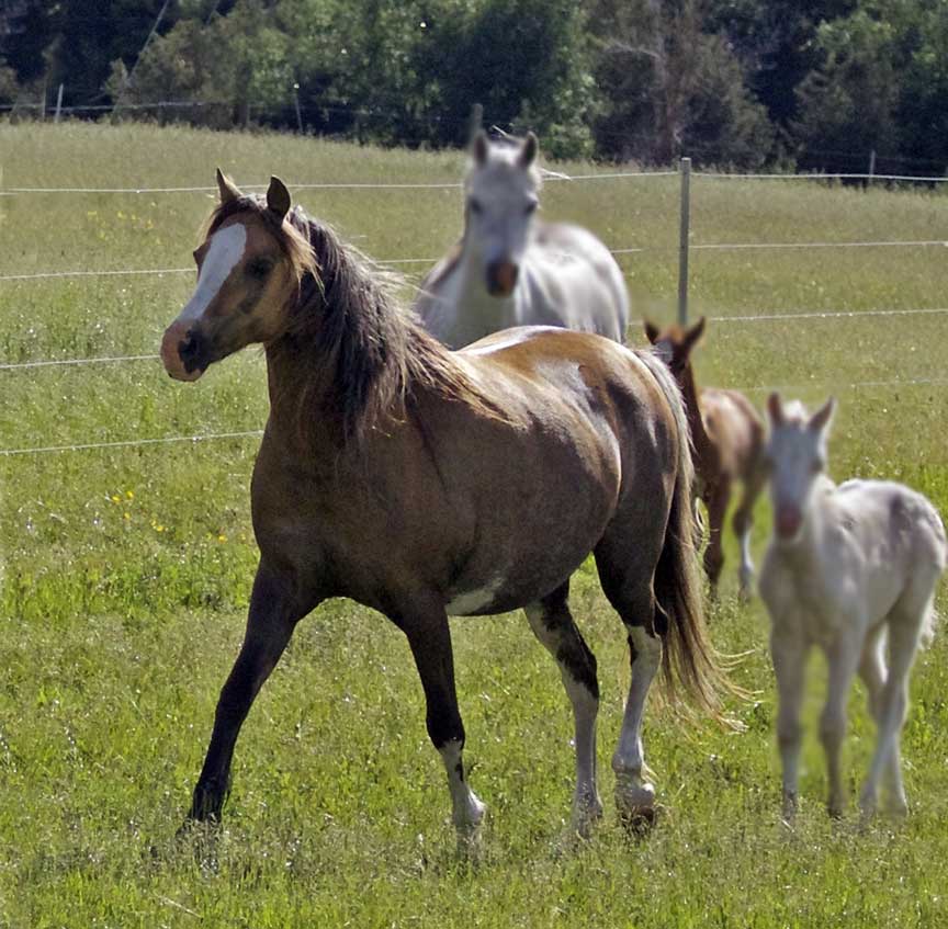 Section B Welsh Pony